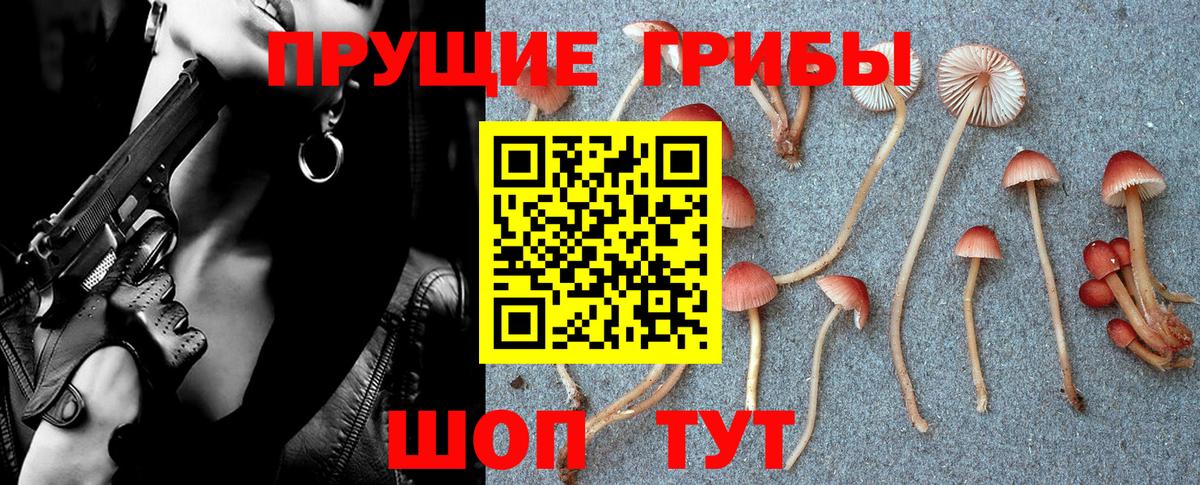 Туапсе  Галлюциногенные грибы Psilocybine cubensis  Вход с VPN 